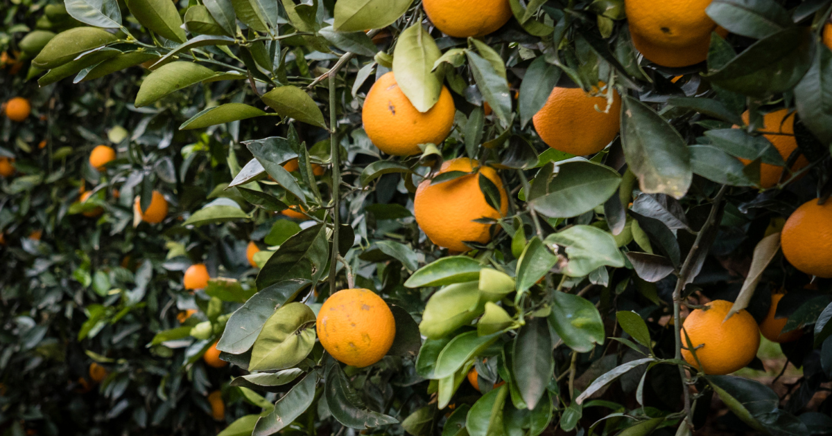 Suntory Holdings and Suntory Beverage & Food Europe Sign New Partnership with CIRAD to Tackle Global Orange Disease