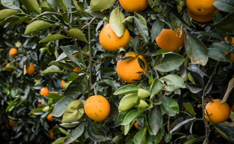 Suntory Holdings and Suntory Beverage & Food Europe Sign New Partnership with CIRAD to Tackle Global Orange Disease