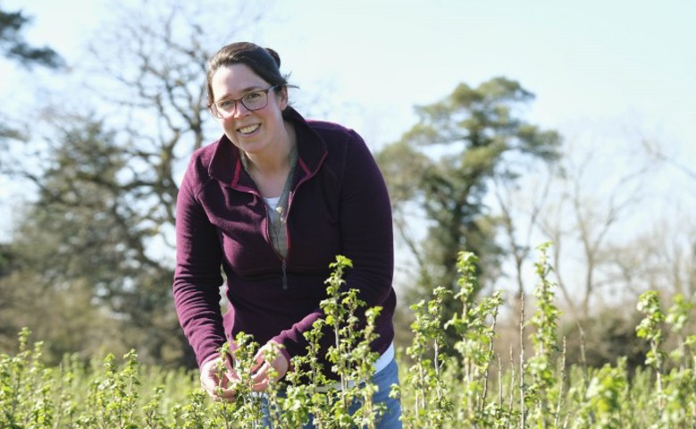 Suntory Beverage and Food GB&I invests £920,000 into Ribena berry resilience
