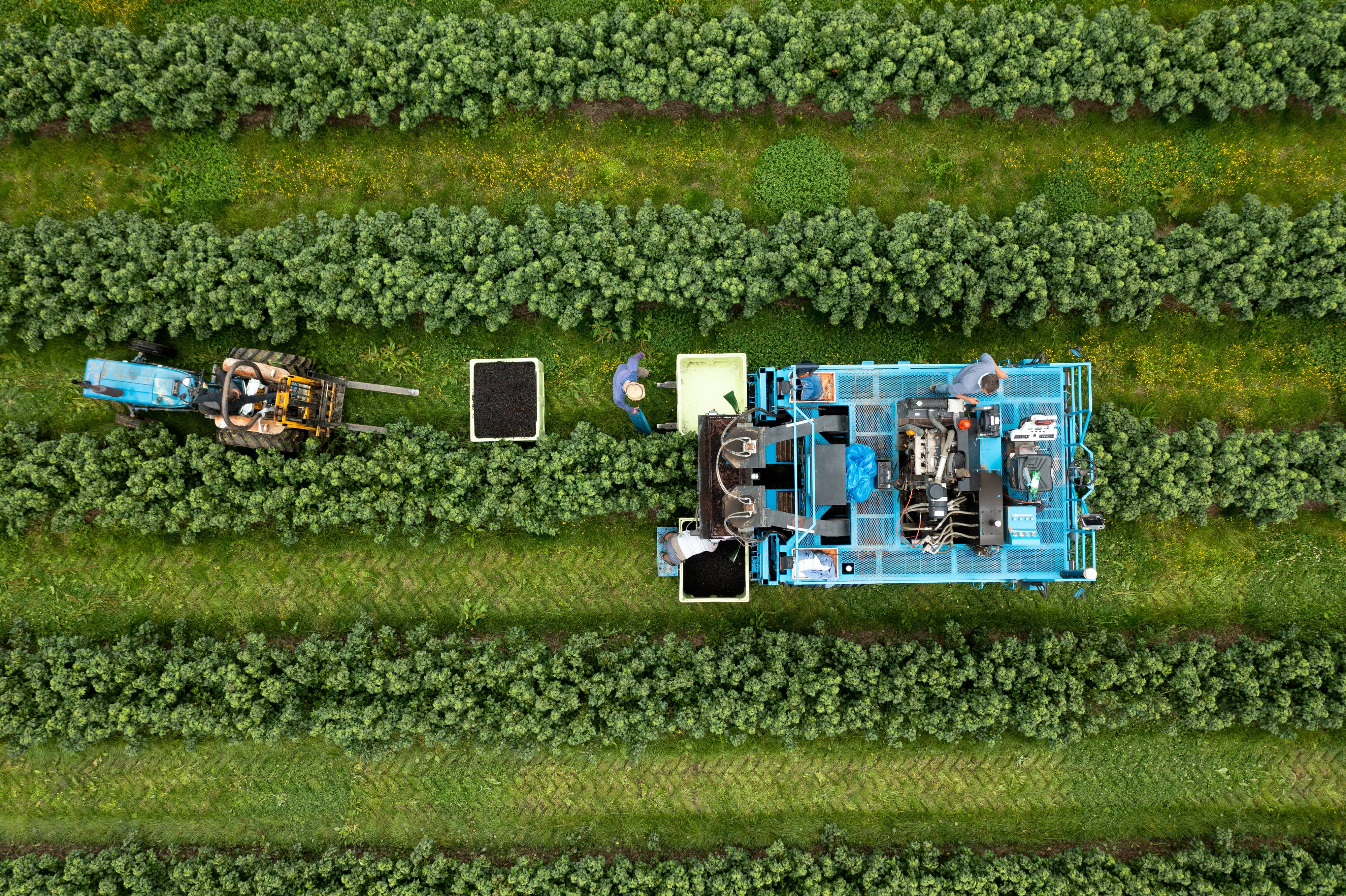 Wet weather fails to dampen Ribena blackcurrant harvest